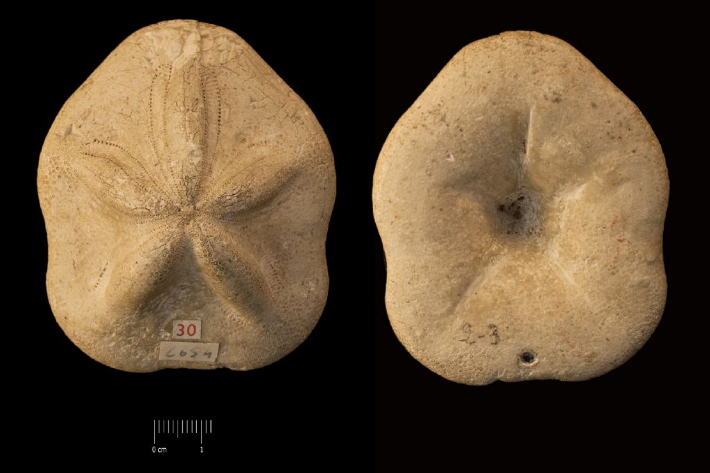 Fossile (invertebrato, teca di echinide, esemplare)