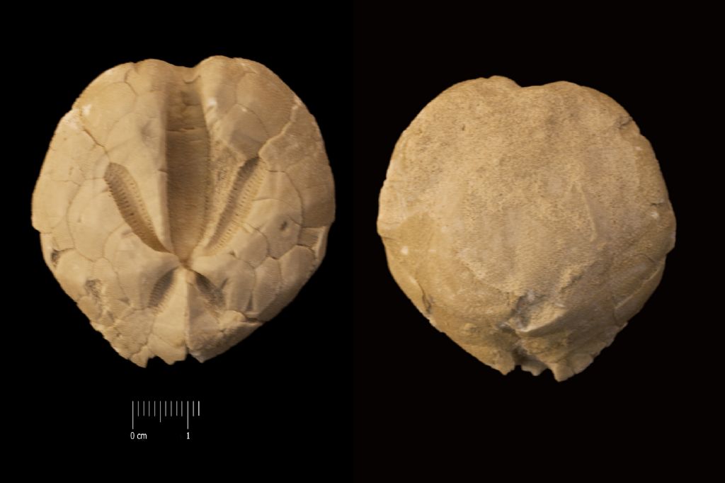 Fossile (invertebrato, teca di echinide, esemplare)