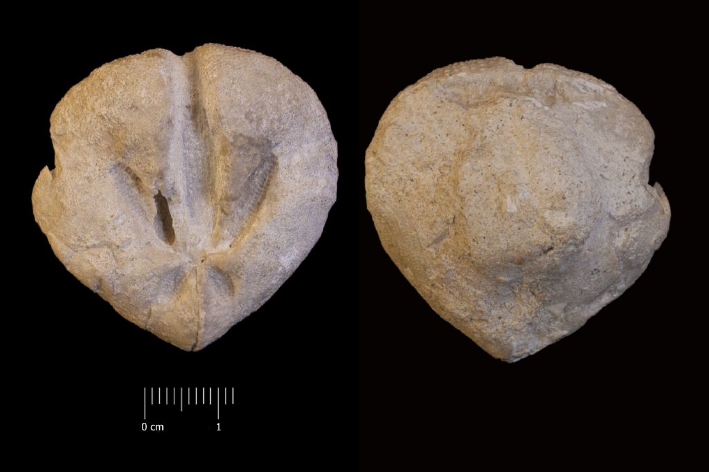 Fossile (invertebrato, teca di echinide, esemplare)