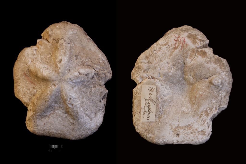 Fossile (invertebrato, teca di echinide, esemplare)