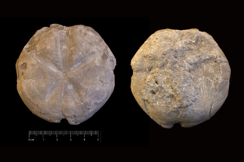 Fossile (invertebrato, teca di echinide, esemplare)