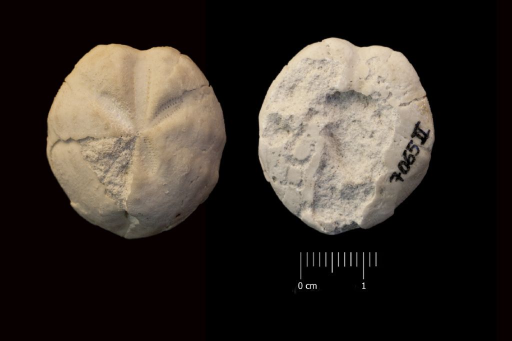 Fossile (invertebrato, teca di echinide, esemplare)