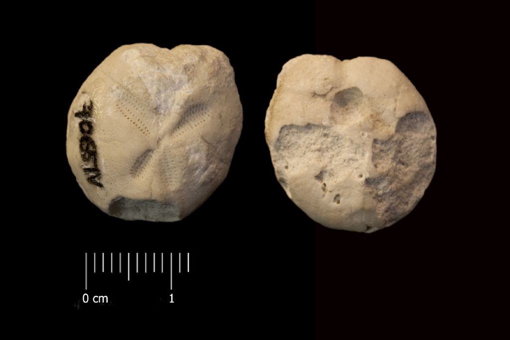 Fossile (invertebrato, teca di echinide, esemplare)