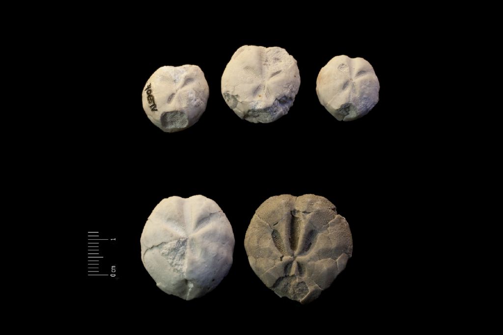 Fossile (invertebrato, teca di echinide, serie)