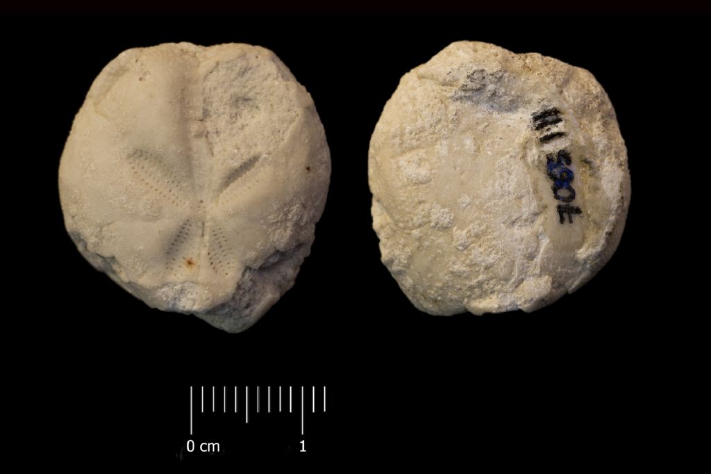 Fossile (invertebrato, teca di echinide, esemplare)