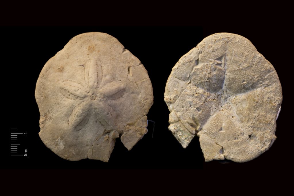 Fossile (invertebrato, teca di echinide, esemplare)