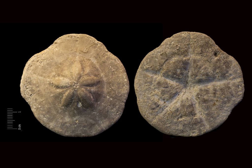Fossile (invertebrato, teca di echinide, esemplare)