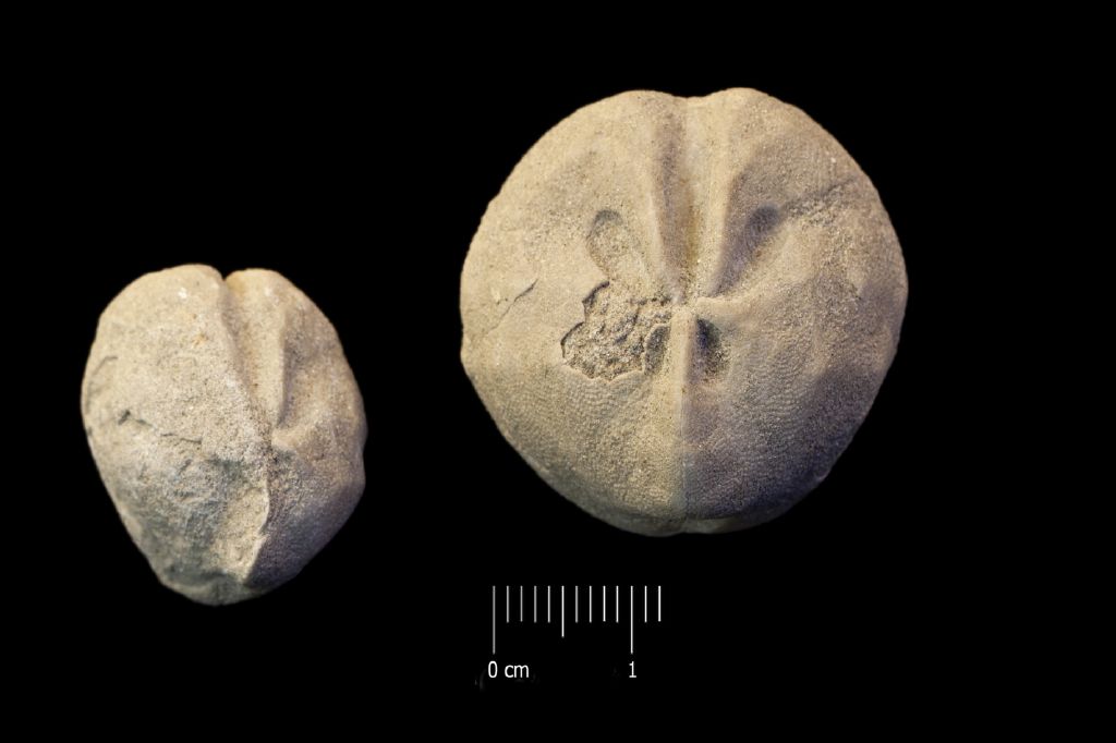Fossile (invertebrato, teca di echinide, serie)