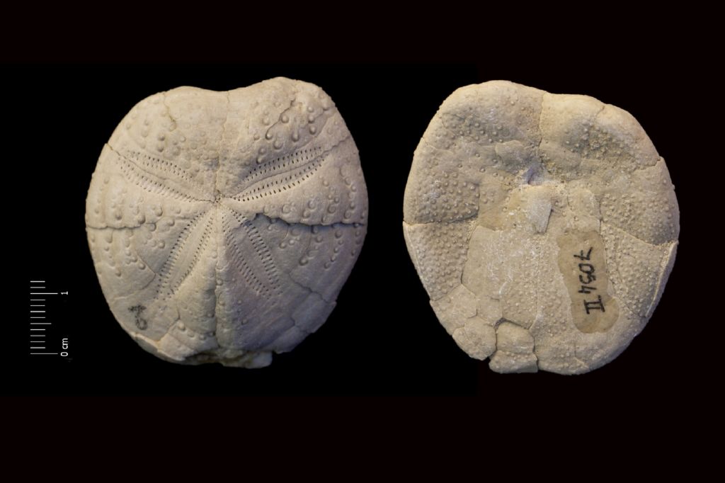 Fossile (invertebrato, teca di echinide, esemplare)