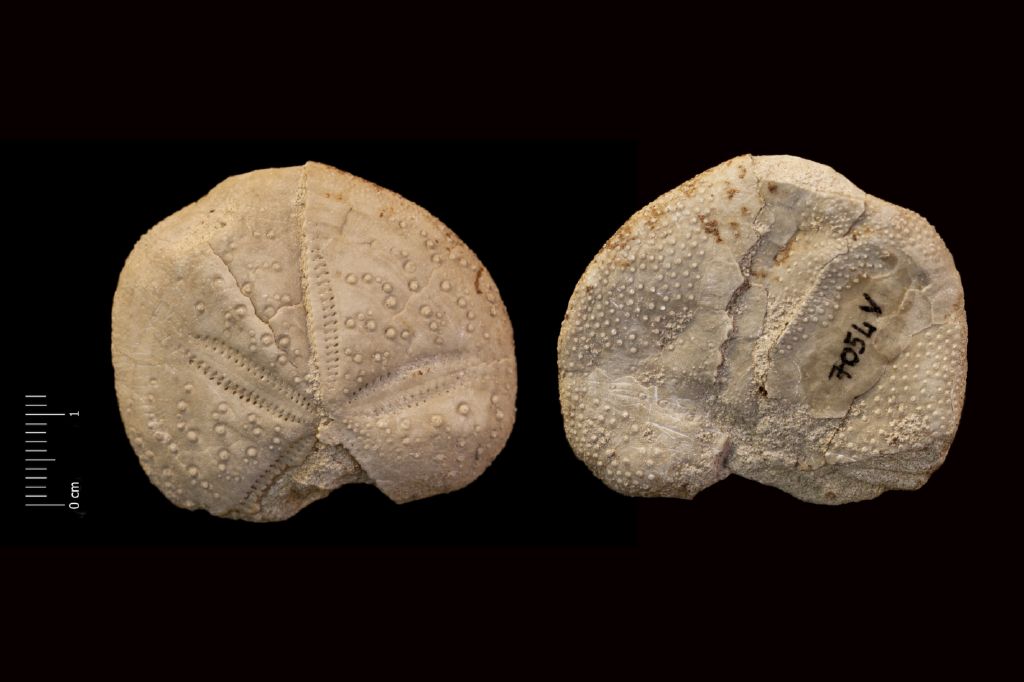 Fossile (invertebrato, teca di echinide, esemplare)