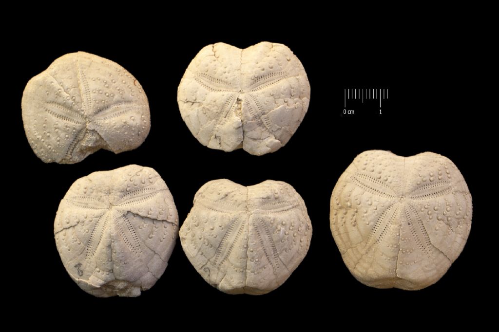 Fossile (invertebrato, teca di echinide, serie)