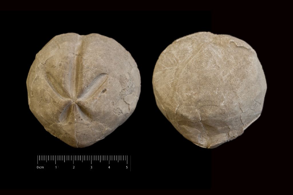 Fossile (invertebrato, teca di echinide, esemplare)