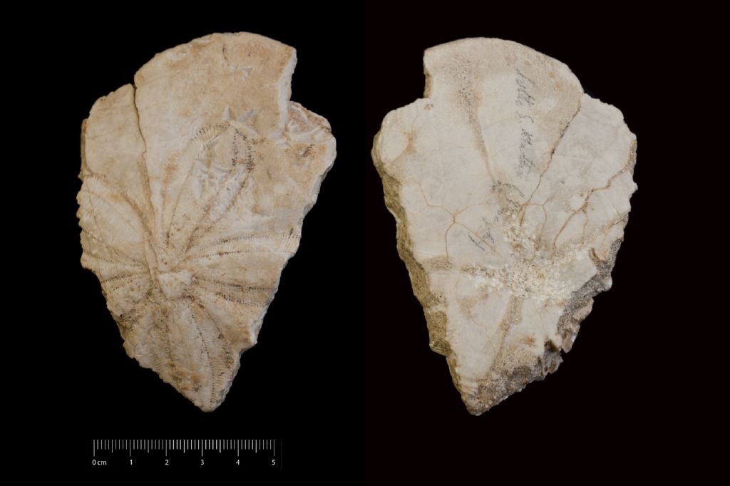 Fossile (invertebrato, teca di echinide, esemplare)