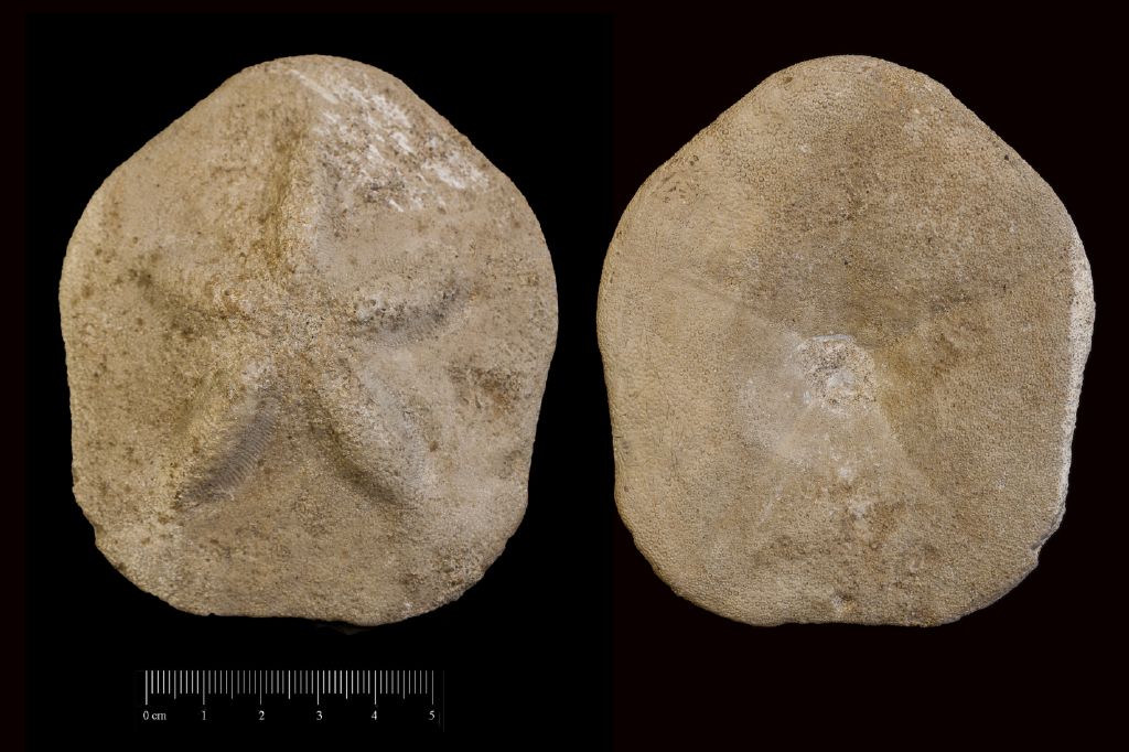 Fossile (invertebrato, teca di echinide, esemplare)