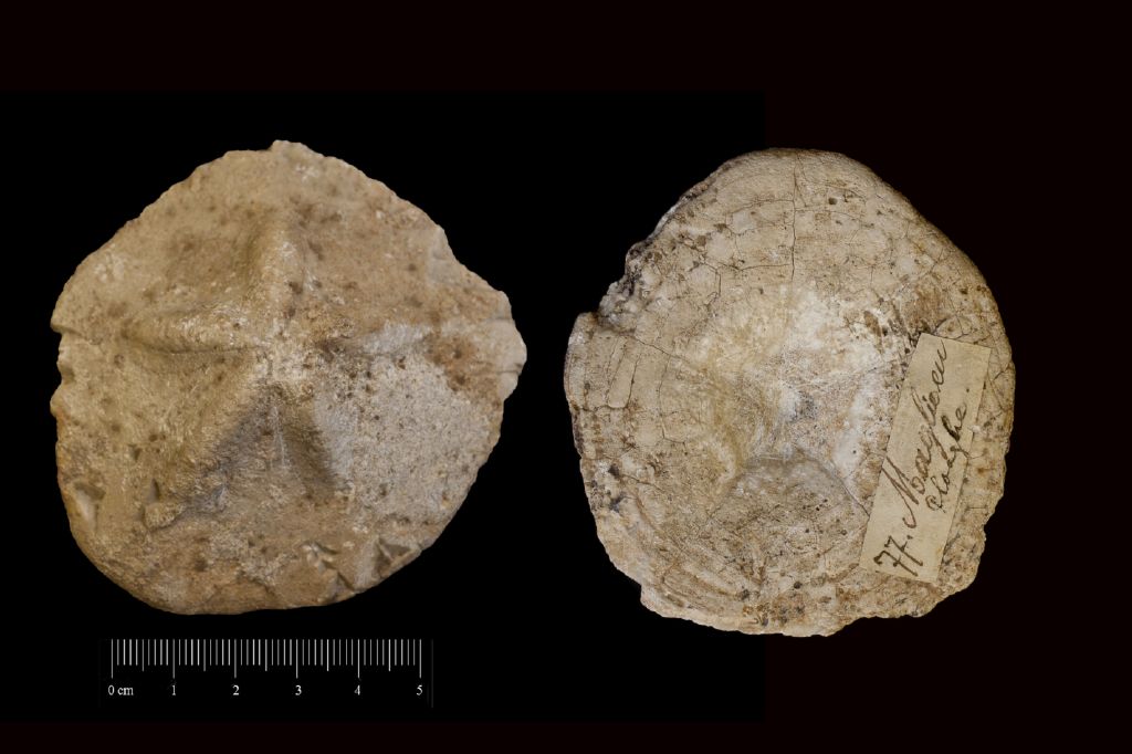 Fossile (invertebrato, teca di echinide, esemplare)
