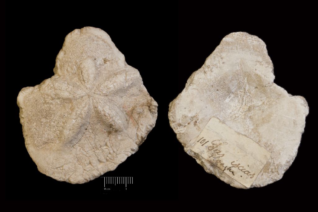 Fossile (invertebrato, teca di echinide, esemplare)