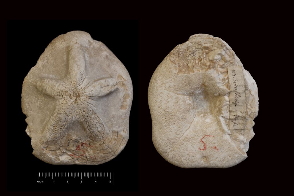 Fossile (invertebrato, teca di echinide, esemplare)