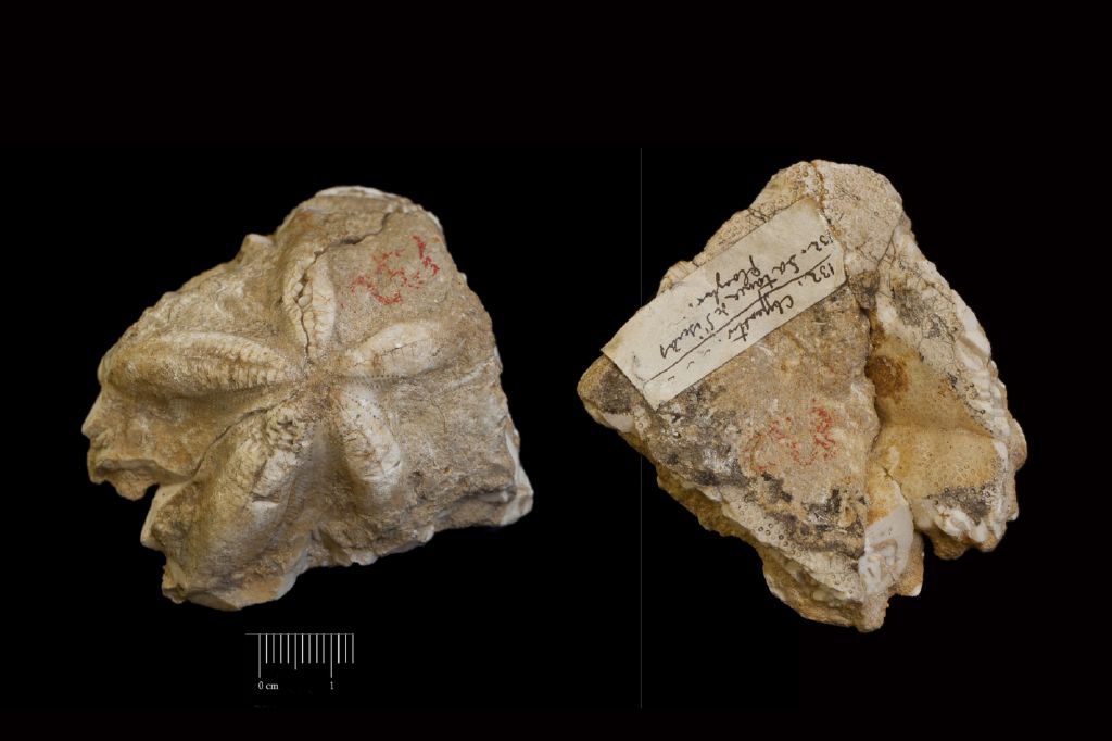 Fossile (invertebrato, teca di echinide, esemplare)