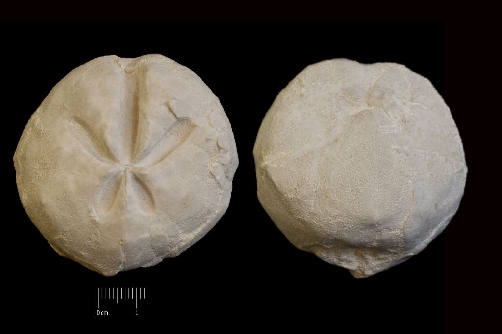 Fossile (invertebrato, teca di echinide, esemplare)