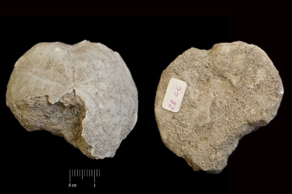 Fossile (invertebrato, teca di echinide, esemplare)