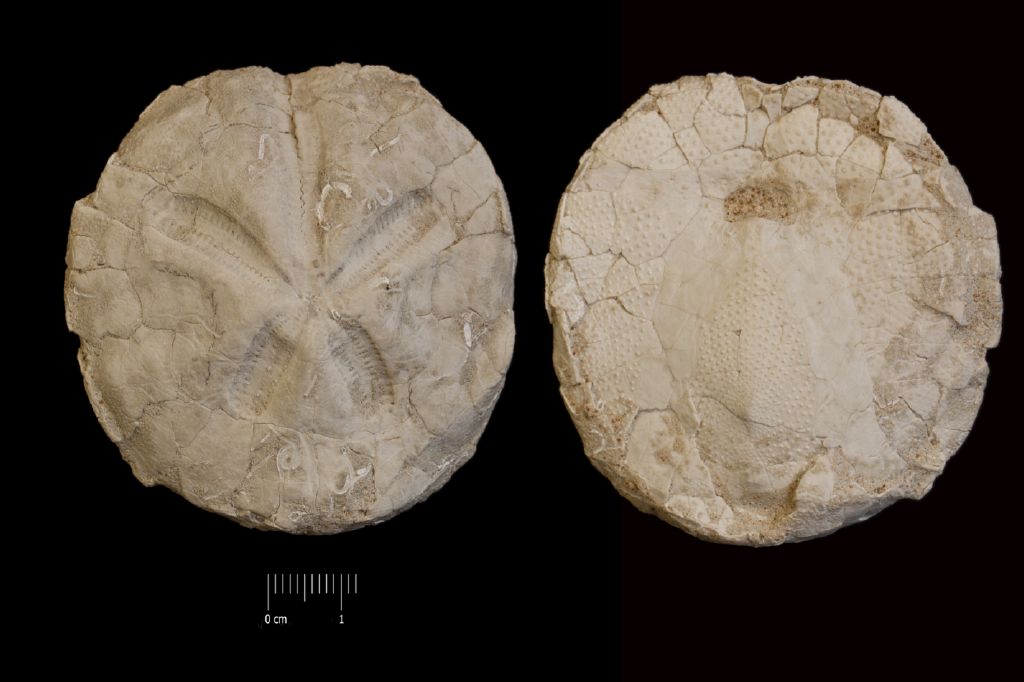 Fossile (invertebrato, teca di echinide, esemplare)