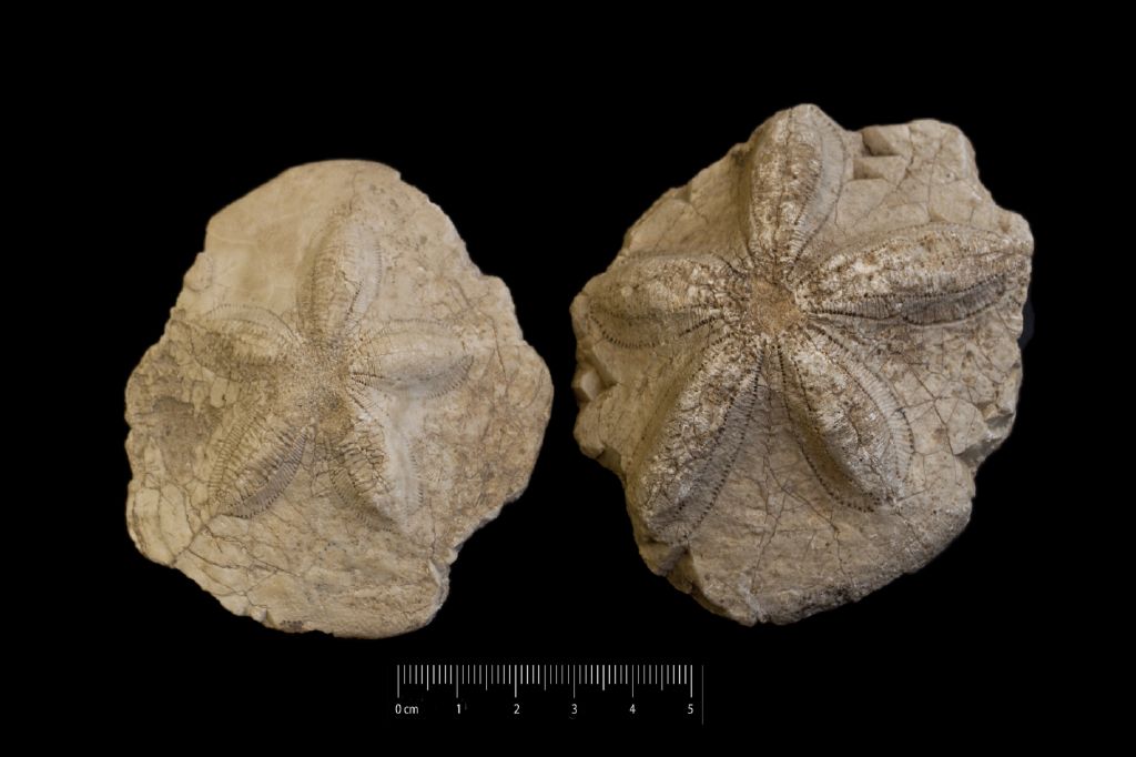 Fossile (invertebrato, teca di echinide, serie)