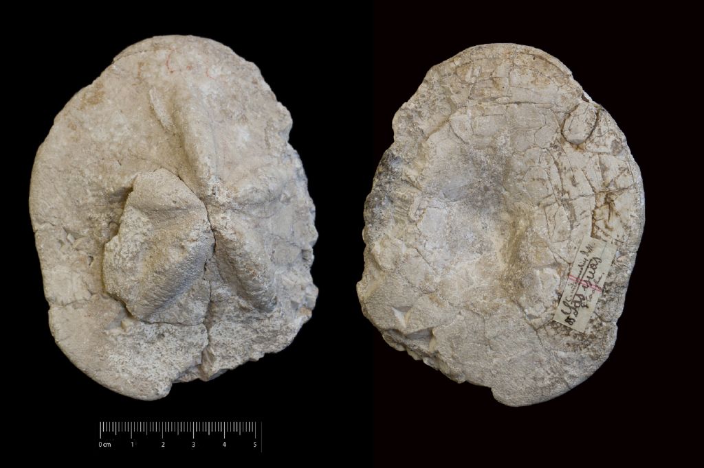 Fossile (invertebrato, teca di echinide, esemplare)