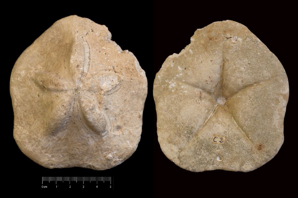 Fossile (invertebrato, teca di echinide, esemplare)