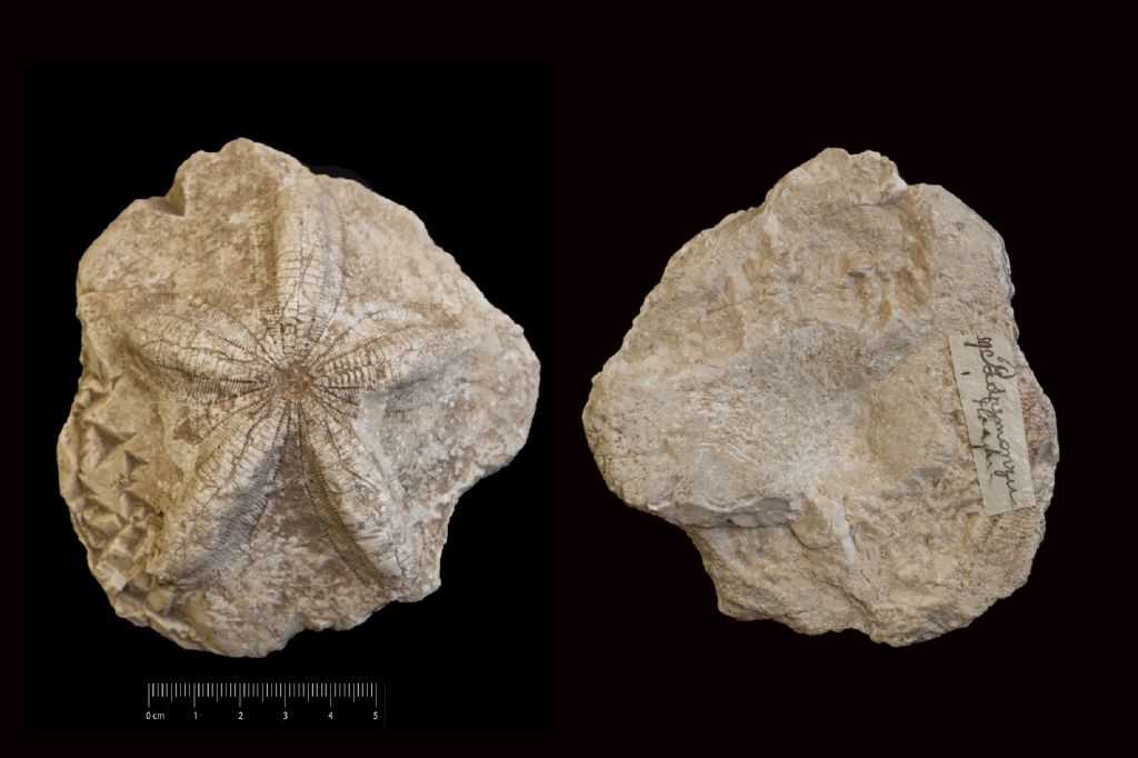 Fossile (invertebrato, teca di echinide, esemplare)