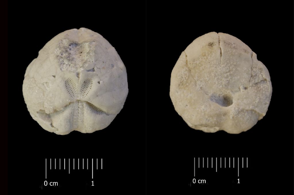 Fossile (invertebrato, teca di echinide, esemplare)