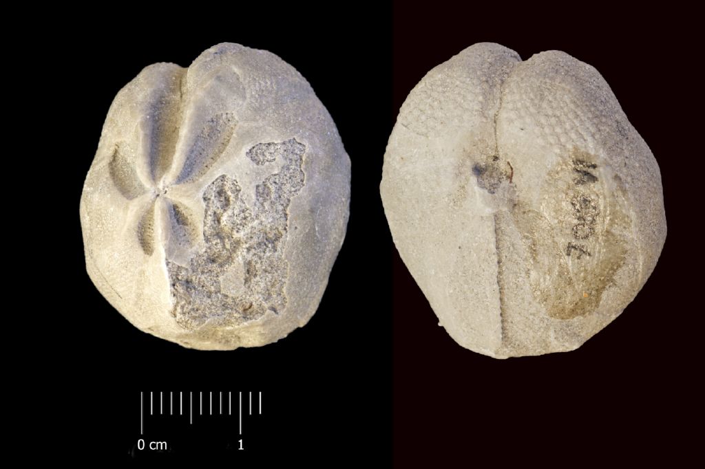 Fossile (invertebrato, teca di echinide, esemplare)