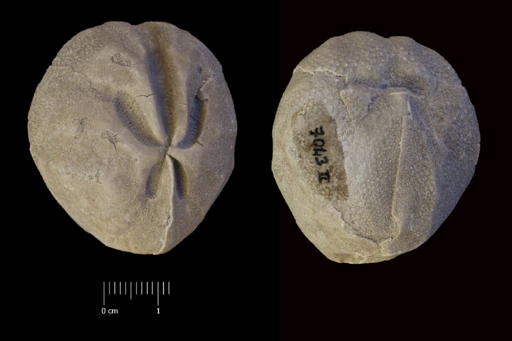 Fossile (invertebrato, teca di echinide, esemplare)