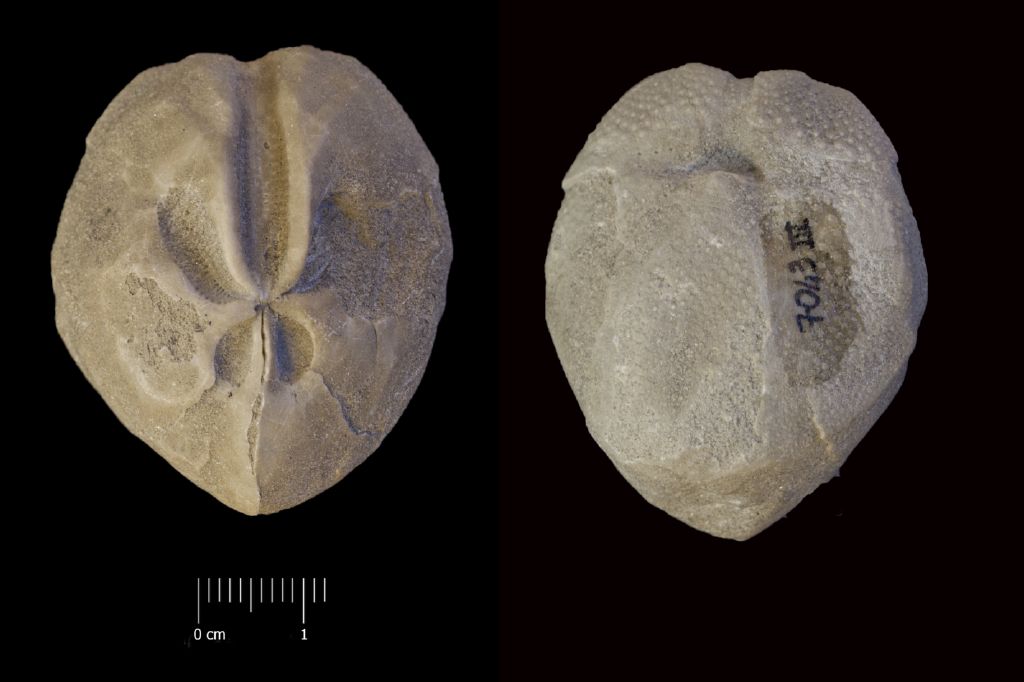 Fossile (invertebrato, teca di echinide, esemplare)