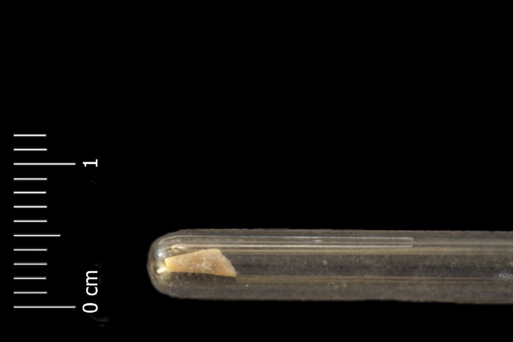 Fossile (invertebrato, radiolo di echinide, esemplare)