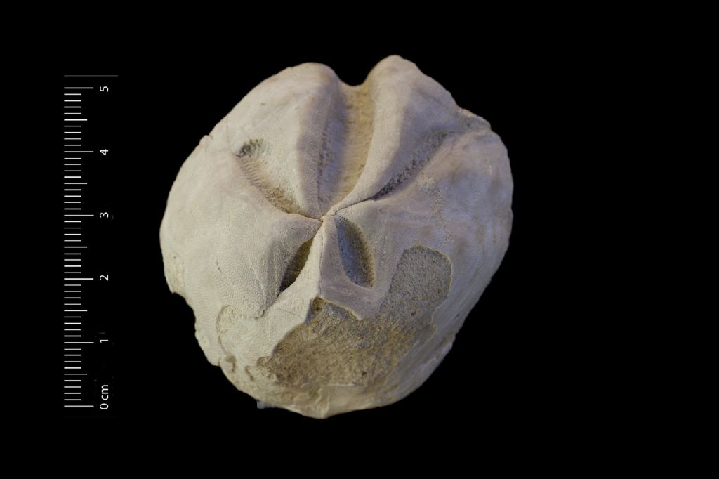 Fossile (invertebrato, teca di echinide, esemplare)