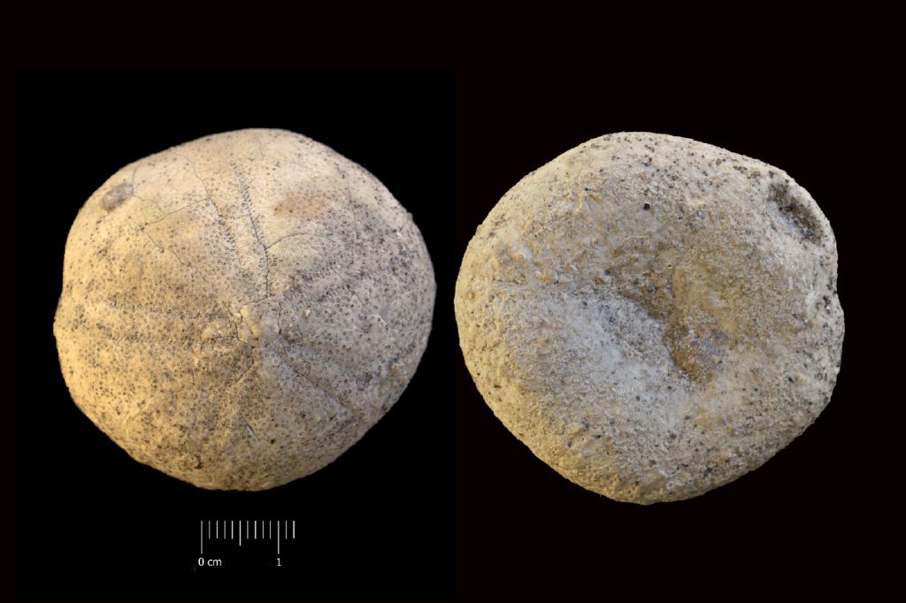 Fossile (invertebrato, teca di echinide, esemplare)