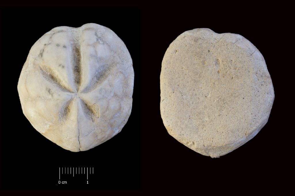 Fossile (invertebrato, teca di echinide, esemplare)