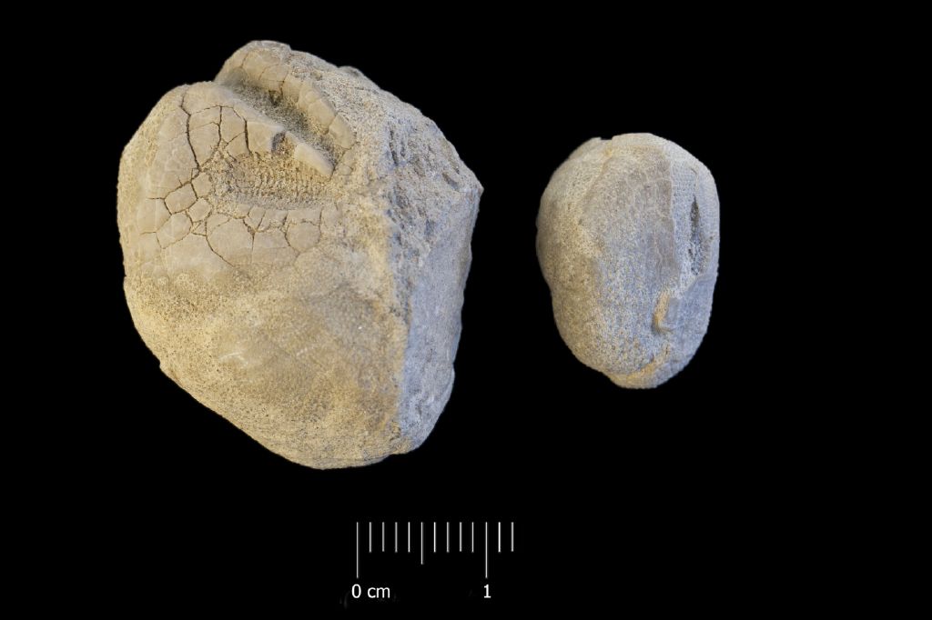 Fossile (invertebrato, teca di echinide, serie)