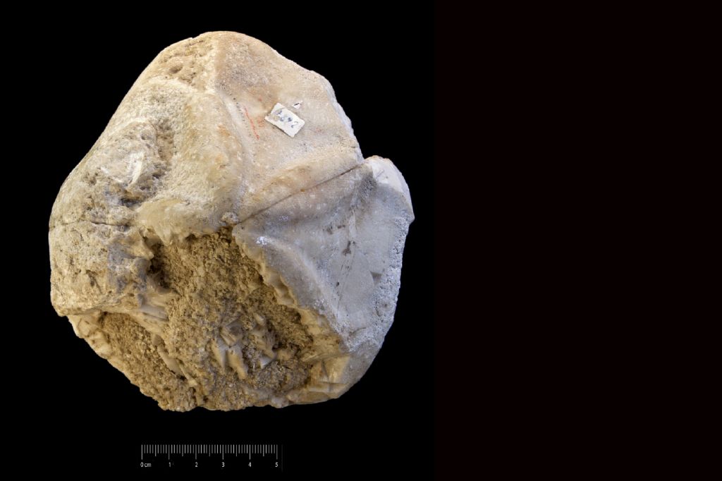 Fossile (invertebrato, teca di echinide, esemplare)