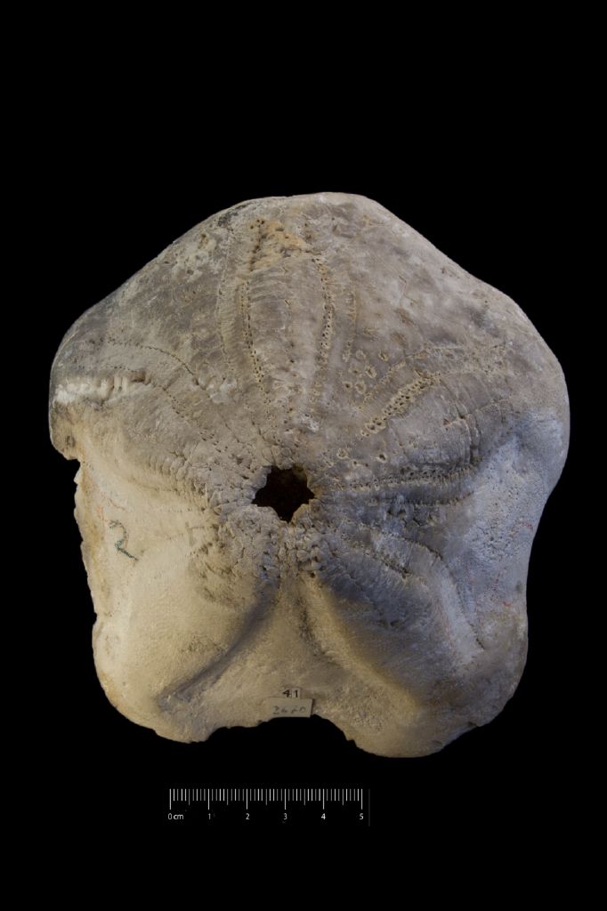 Fossile (invertebrato, teca di echinide, esemplare)