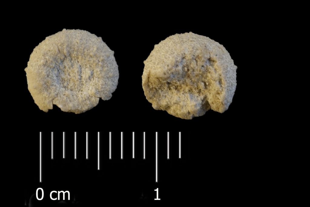 Fossile (invertebrato, teca di echinide, esemplare)
