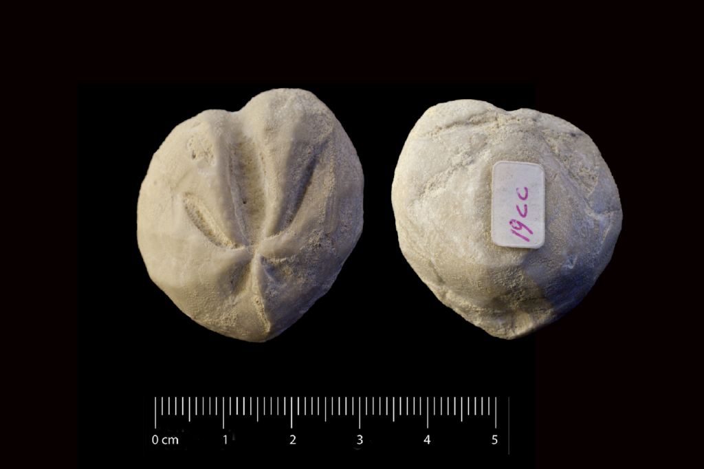 Fossile (invertebrato, teca di echinide, esemplare)