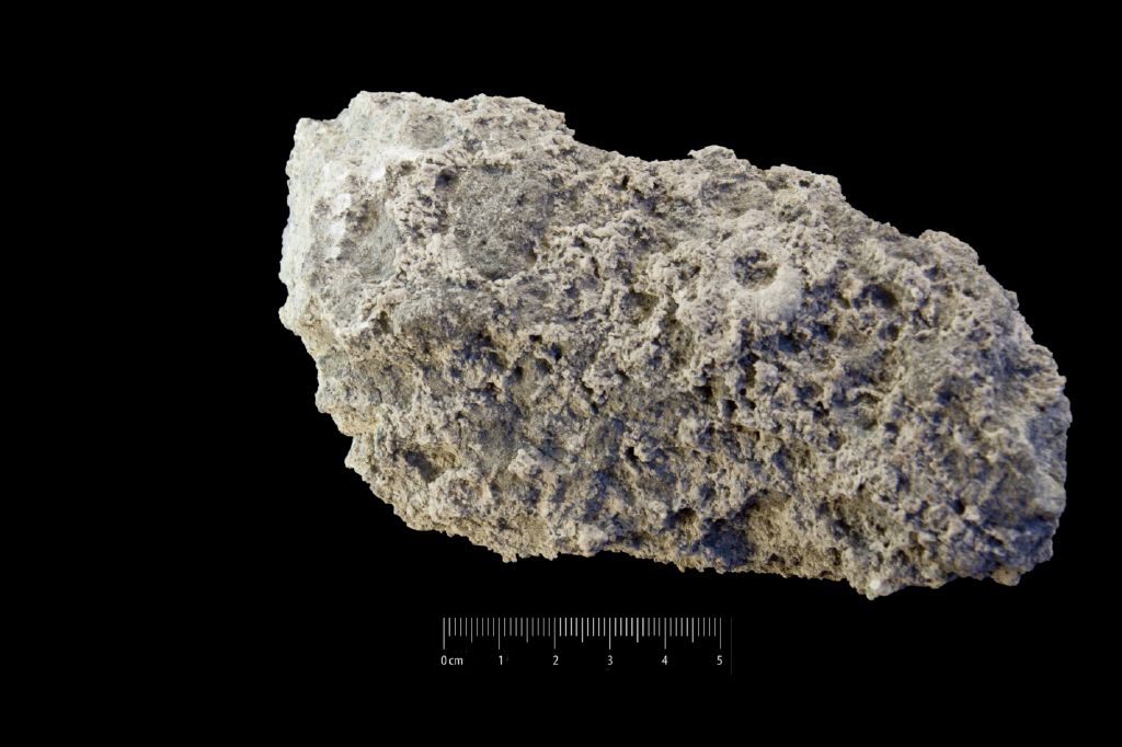 Fossile (invertebrato, teca di echinide, esemplare)