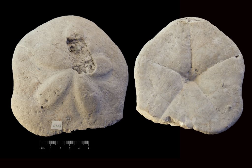 Fossile (invertebrato, teca di echinide, esemplare)