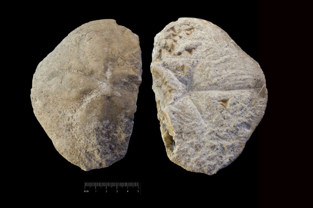 Fossile (invertebrato, teca di echinide, esemplare)