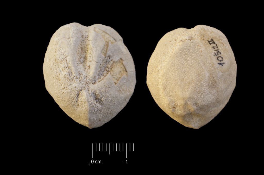 Fossile (invertebrato, teca di echinide, esemplare)