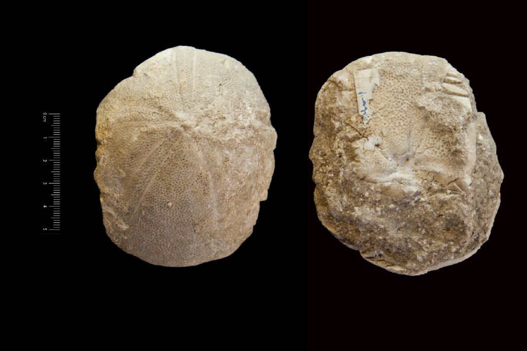 Fossile (invertebrato, teca di echinide, esemplare)