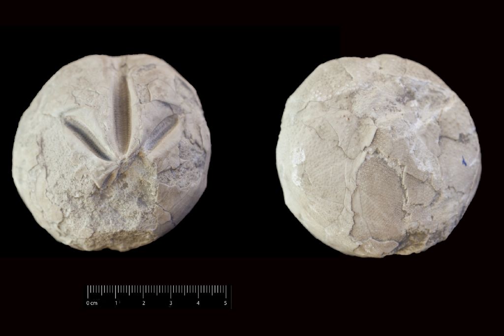 Fossile (invertebrato, teca di echinide, esemplare)