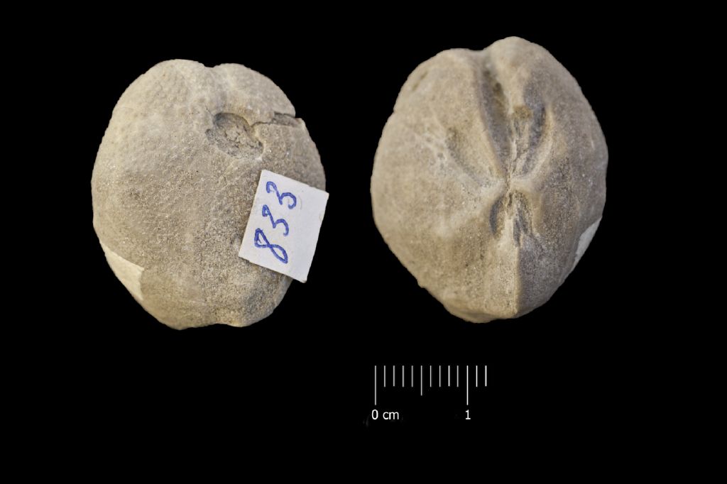 Fossile (invertebrato, teca di echinide, esemplare)