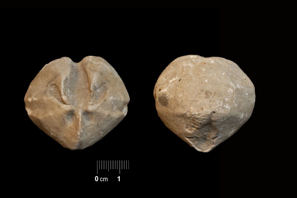 Fossile (invertebrato, teca di echinide, esemplare)